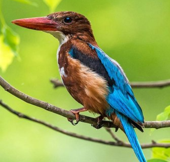 Ornitho